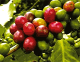Tours du café au Guatemala